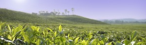 tea shutterstock_121914385